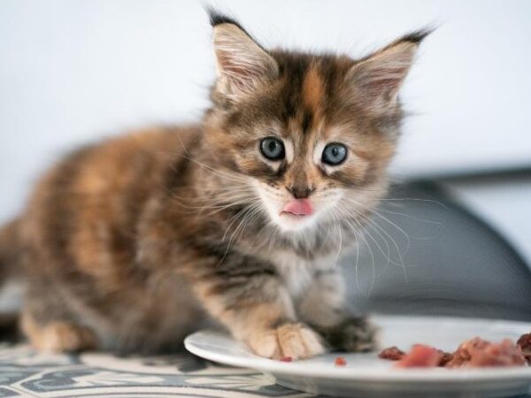 Makanan Kucing Umur 2 Bulan: Panduan Nutrisi Penting untuk Pertumbuhan Optimal